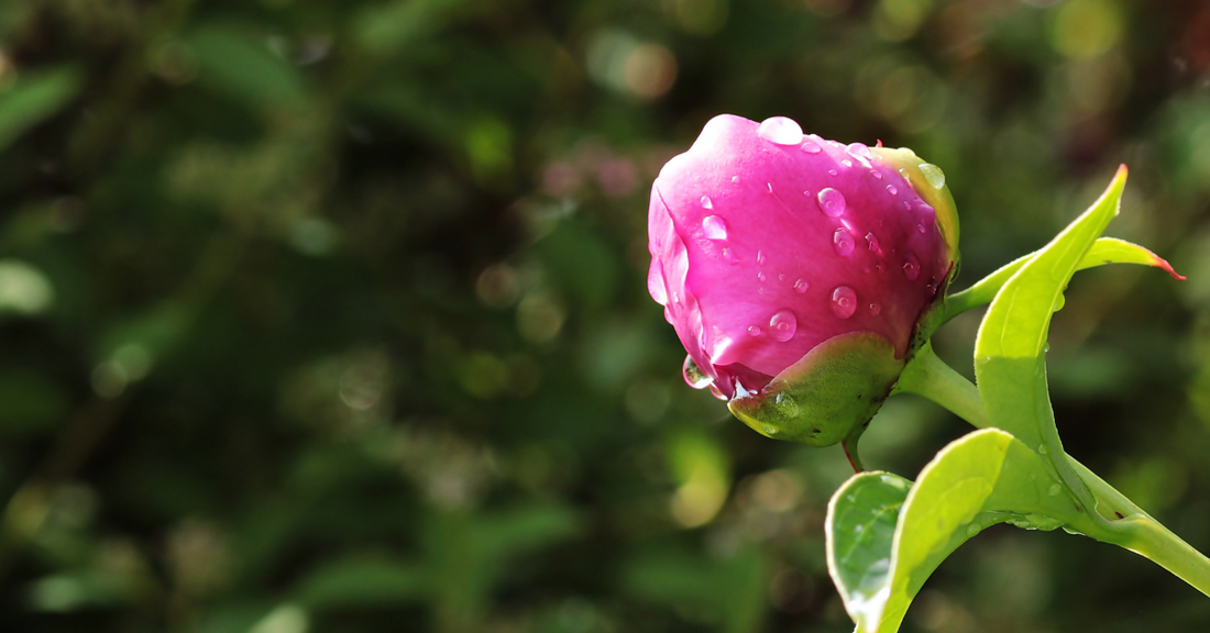 Die 10 üppigsten Prachtstauden für Deinen Garten