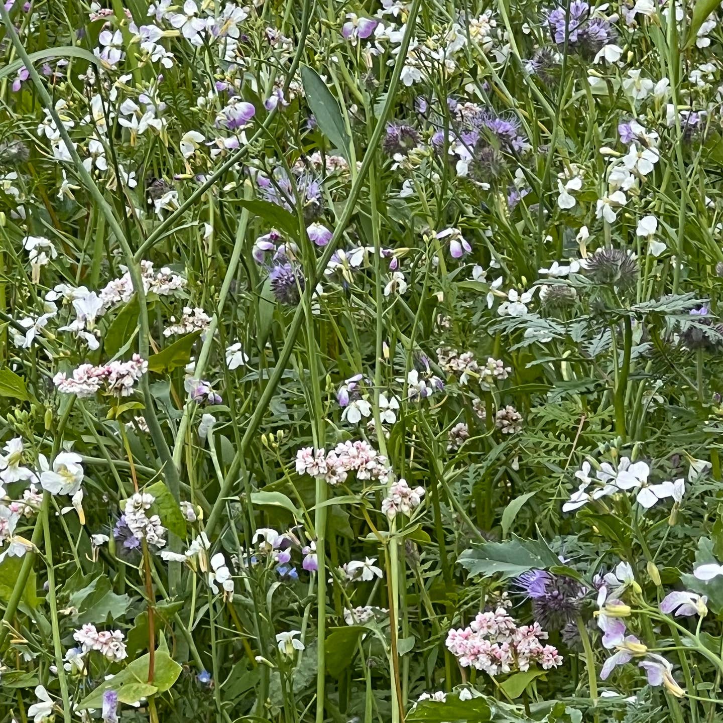 Schmetterlingswiese-Pott – Blumensamen Geschenk für mehr Artenvielfalt