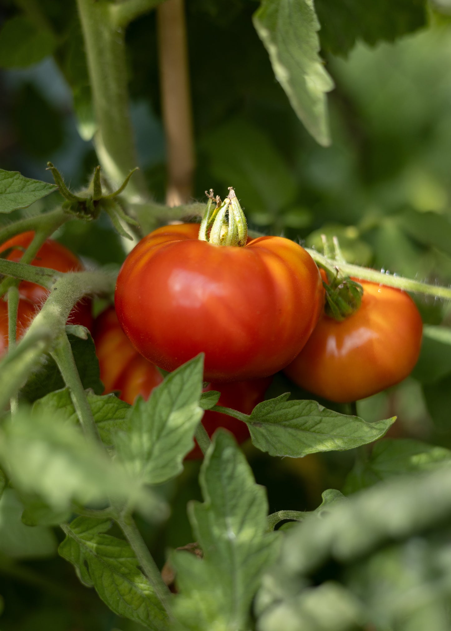 Big Zac - Tomatensamen