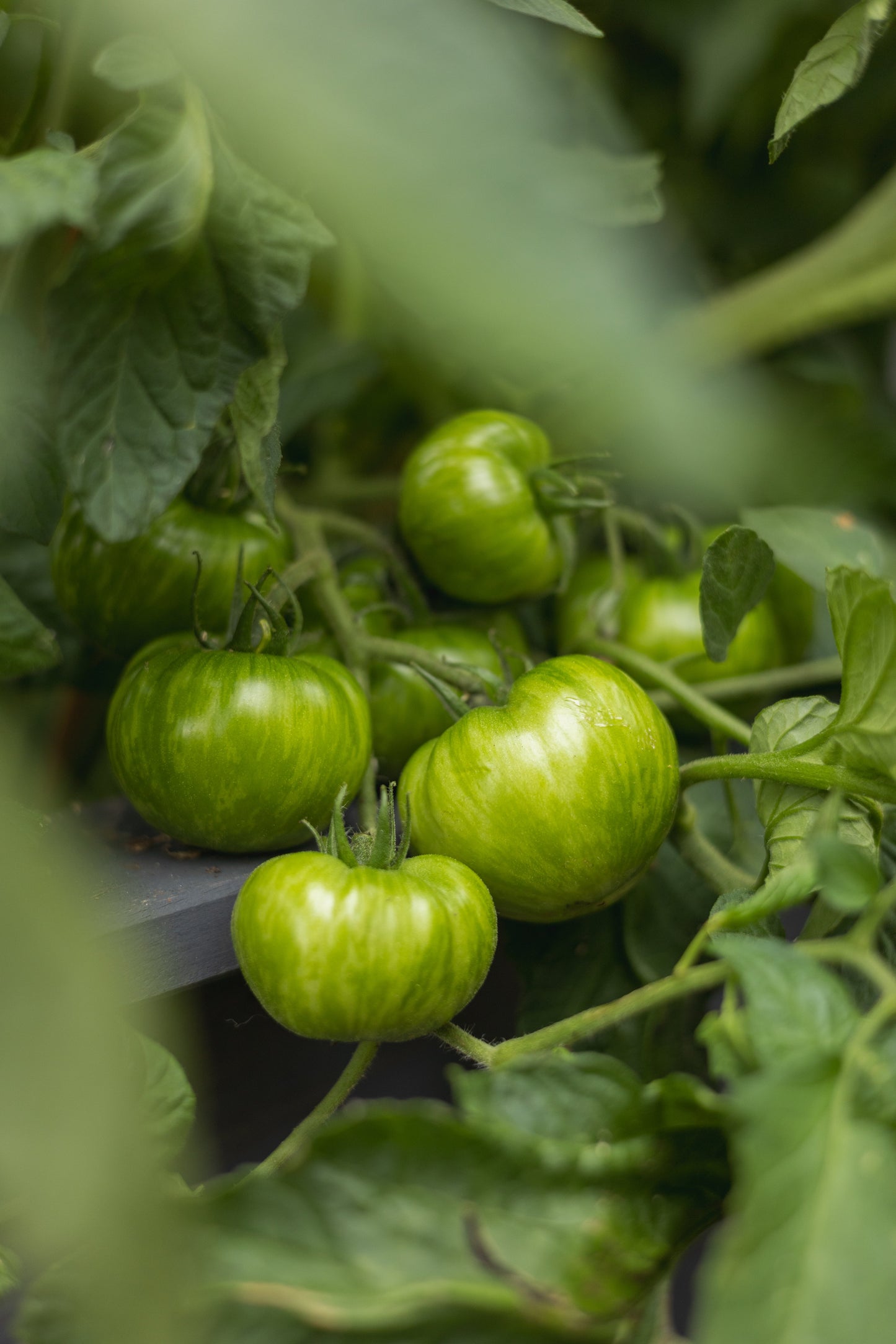 Green Zebra - Tomatensamen