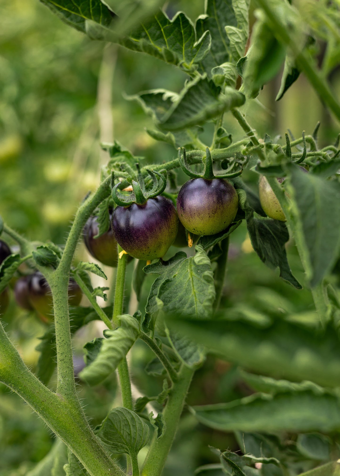 Bosque Blue Bumblebee - Tomatensamen