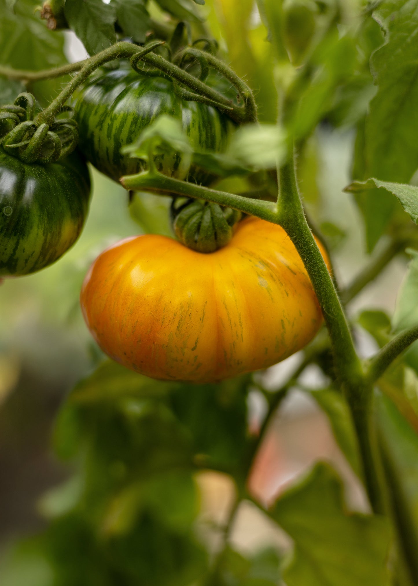 Rainbow Jazz Heart - Tomatensamen