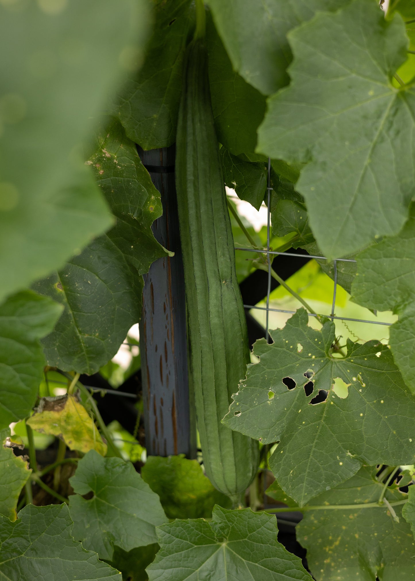 Schwammgurke / Luffa / Loofah - Gurkensamen