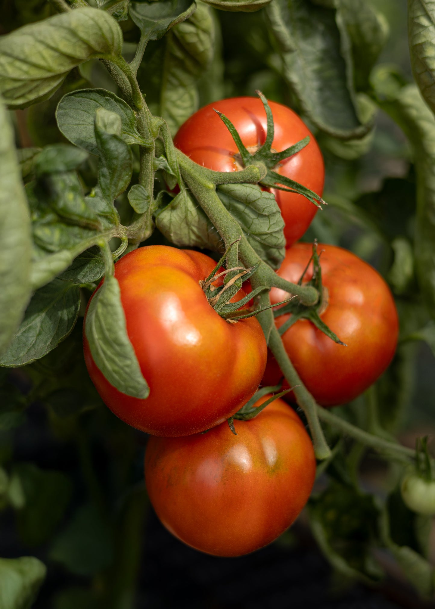 St. Pierre - Tomatensamen - Historische Sorte