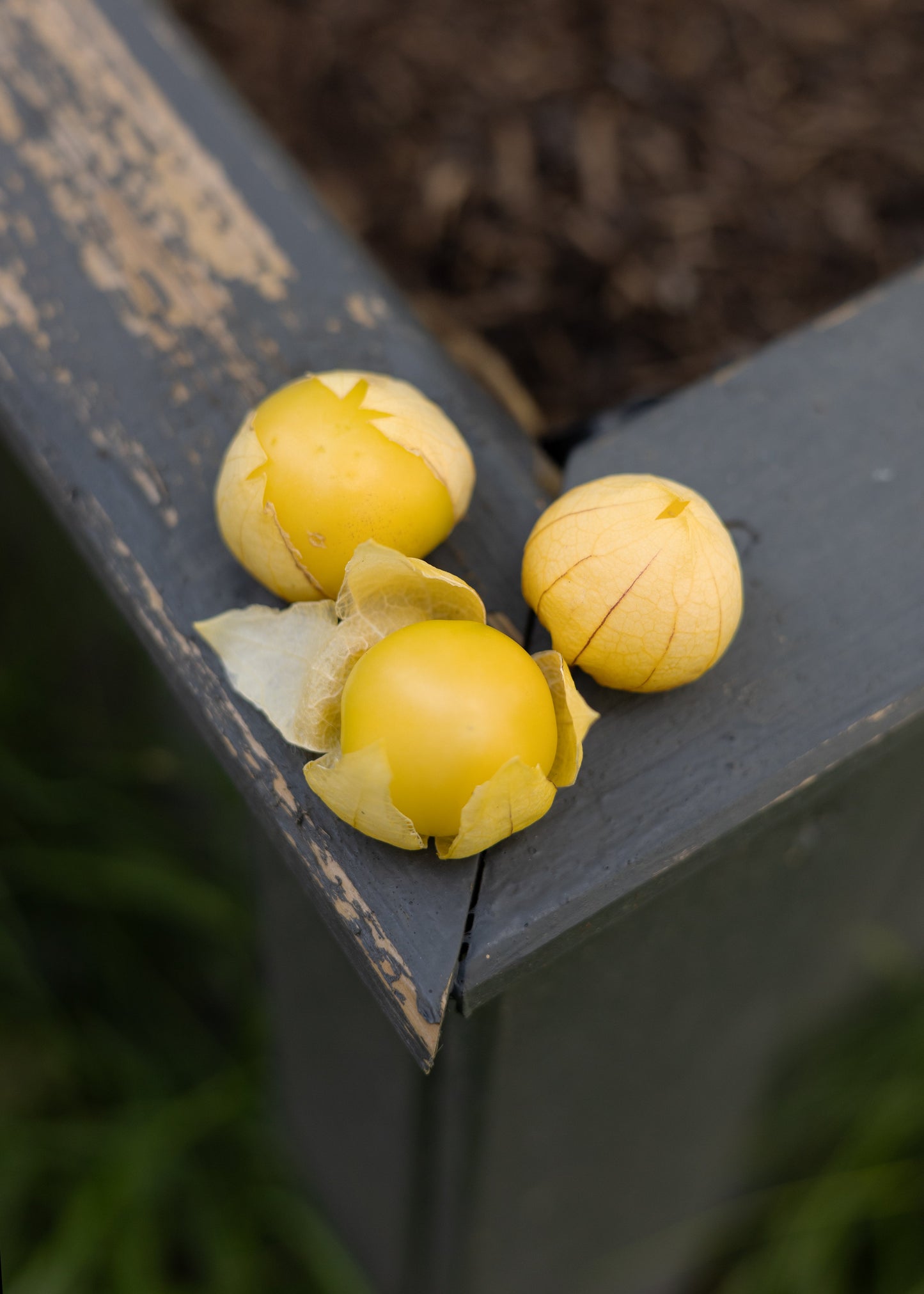 Tomatillo - Physalissamen