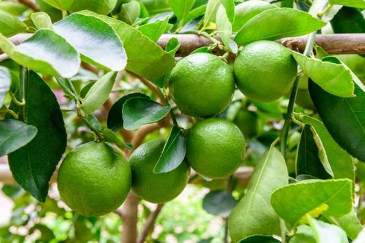 Limettenpflanze (Citrus × latifolia)