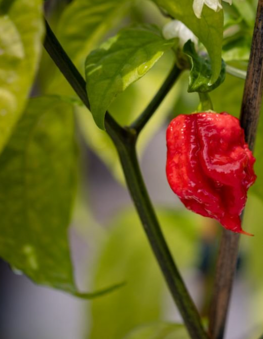 Carolina Reaper Chili-Pflanze – die schärfste Chili der Welt