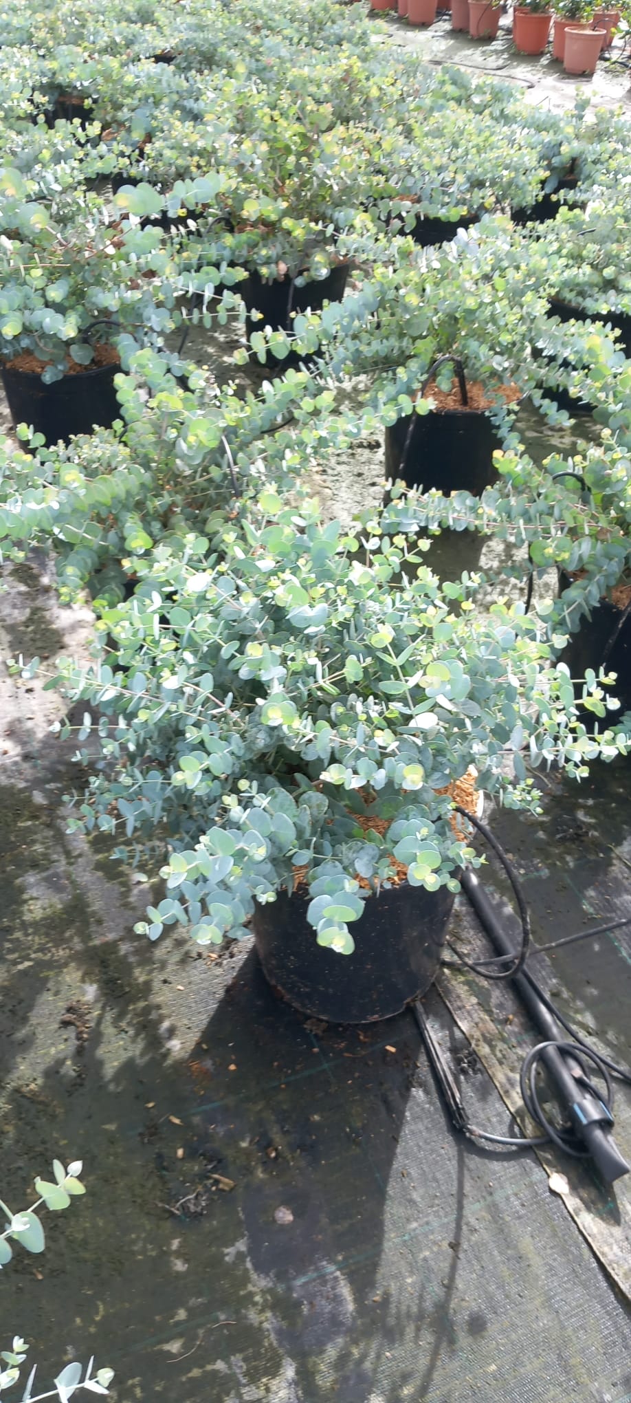 Eukalyptus Cinerea – Silberdollar-Eukalyptus für Garten & Terrasse