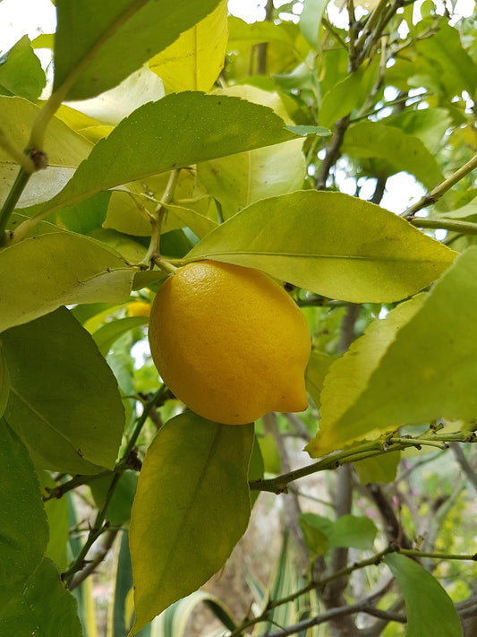 Zitronenpflanze (Citrus limon) – mediterraner Klassiker für Garten, Terrasse & Balkon