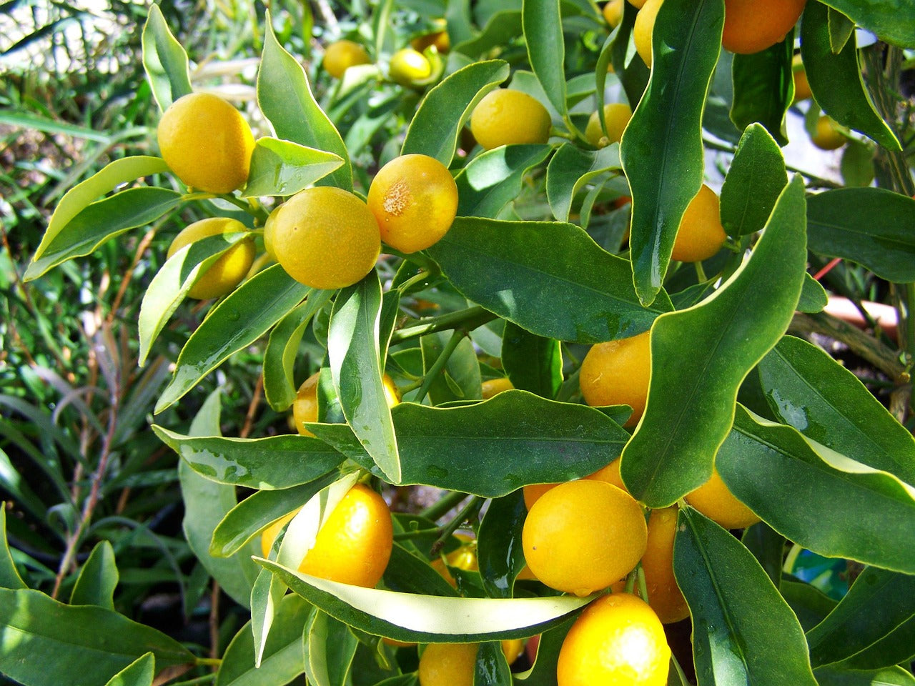 Zitronenbaum (Citrus limon) – mediterraner Klassiker für Garten, Terrasse & Balkon
