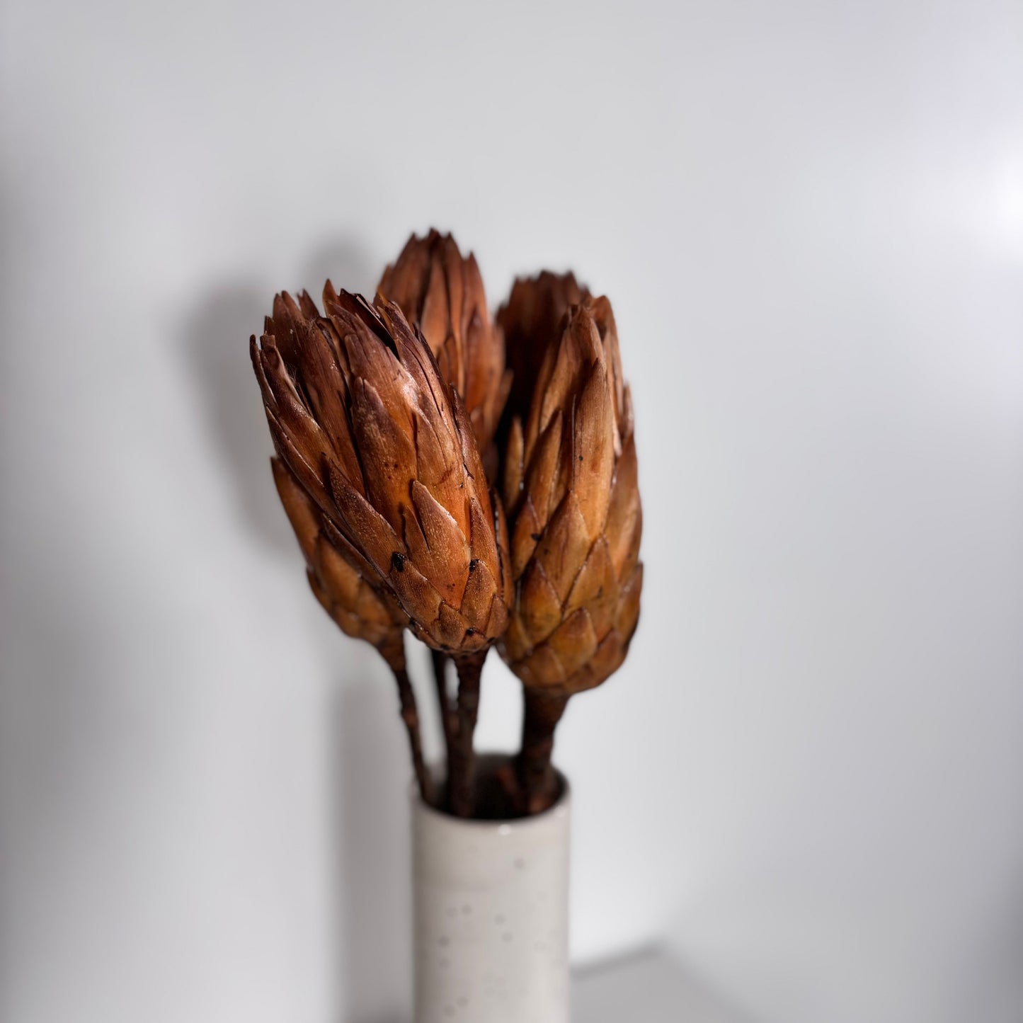 Trockenblumen Protea natur