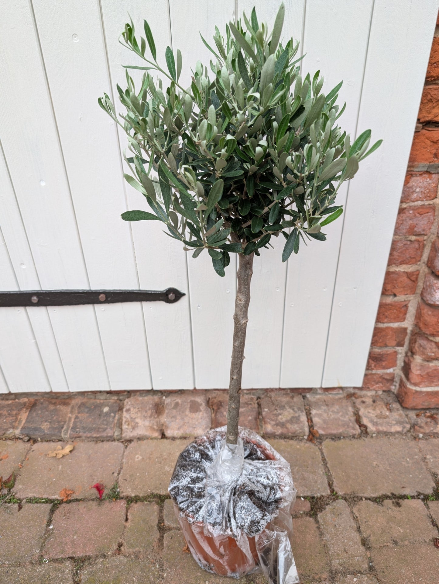 Olivenbaum (Olea europaea) – Mediterranes Flair für Zuhause