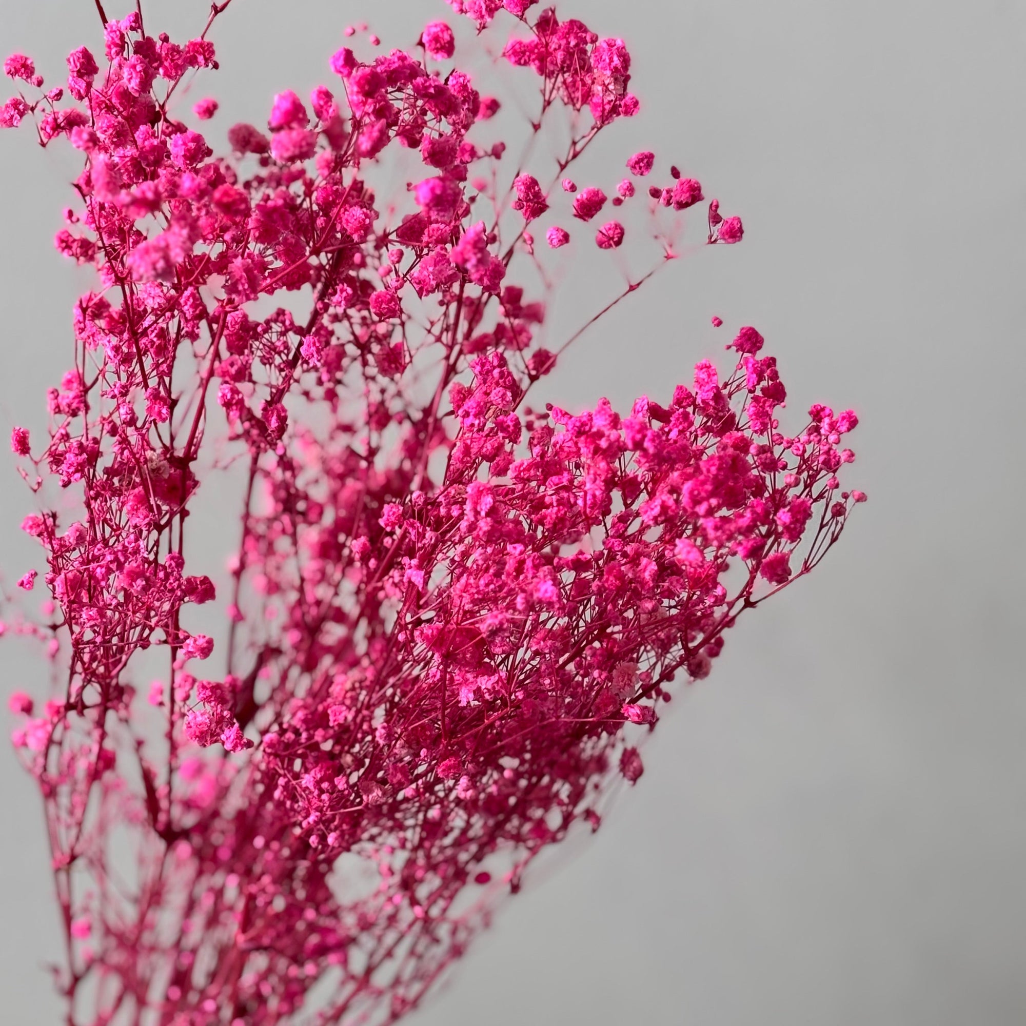Trockenblumen