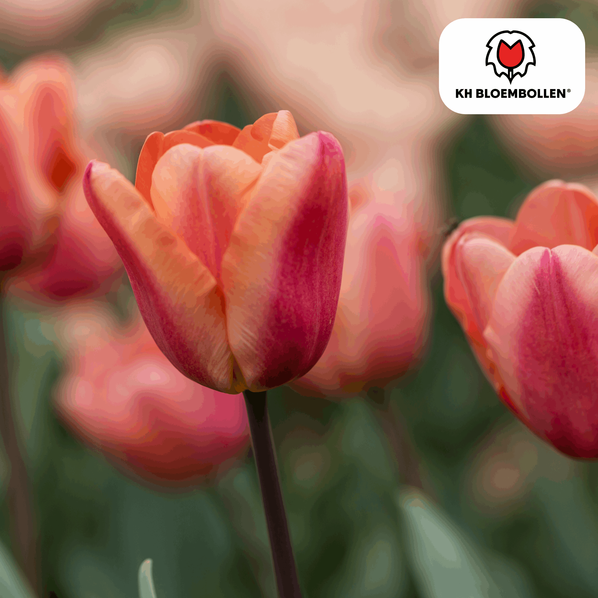 Blumenzwiebeln