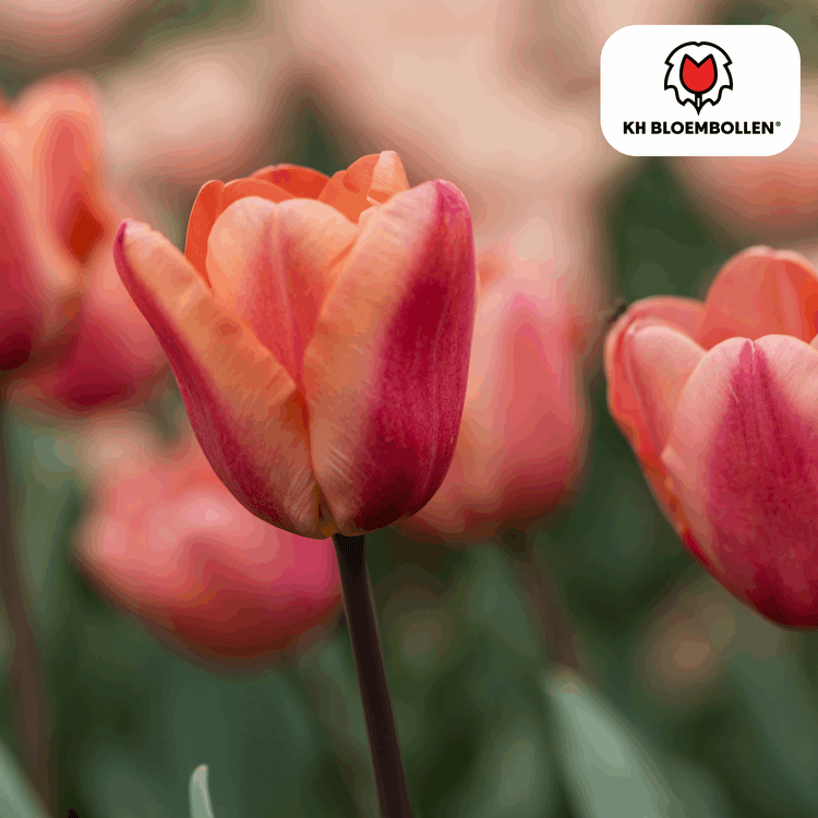 Blumenzwiebeln