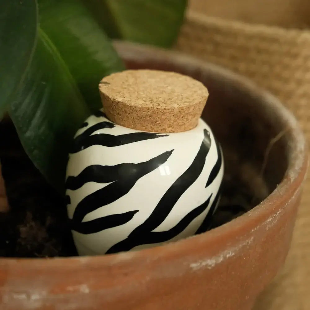 Olla Zebra Style