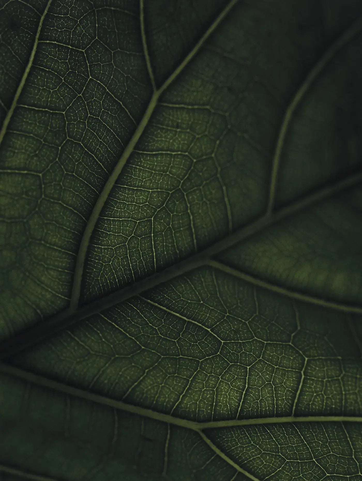 Green Home Book – Inspirierende Wohnideen mit Pflanzen