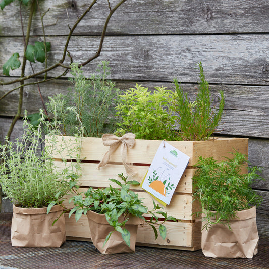 Kräuterkiste "Küchengourmet"