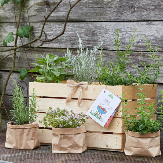 Kräuterkiste "Grillzeit"