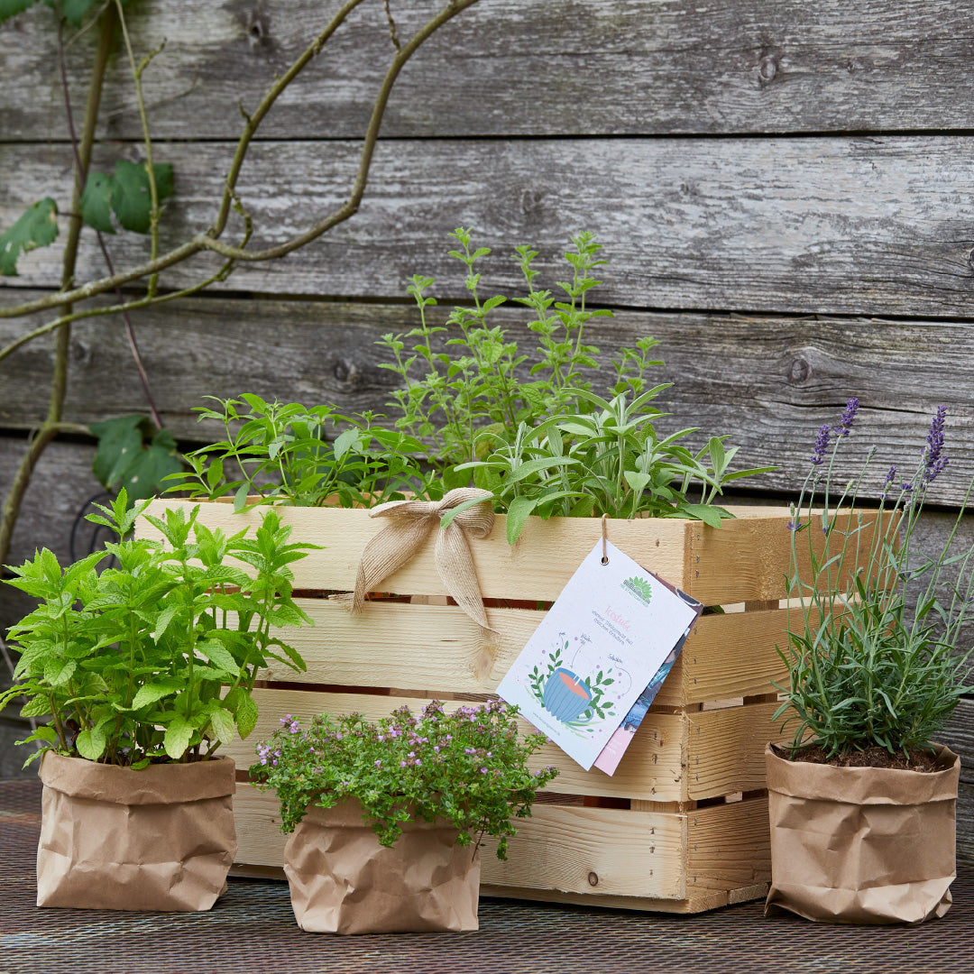 Kräuterkiste "Teestube"