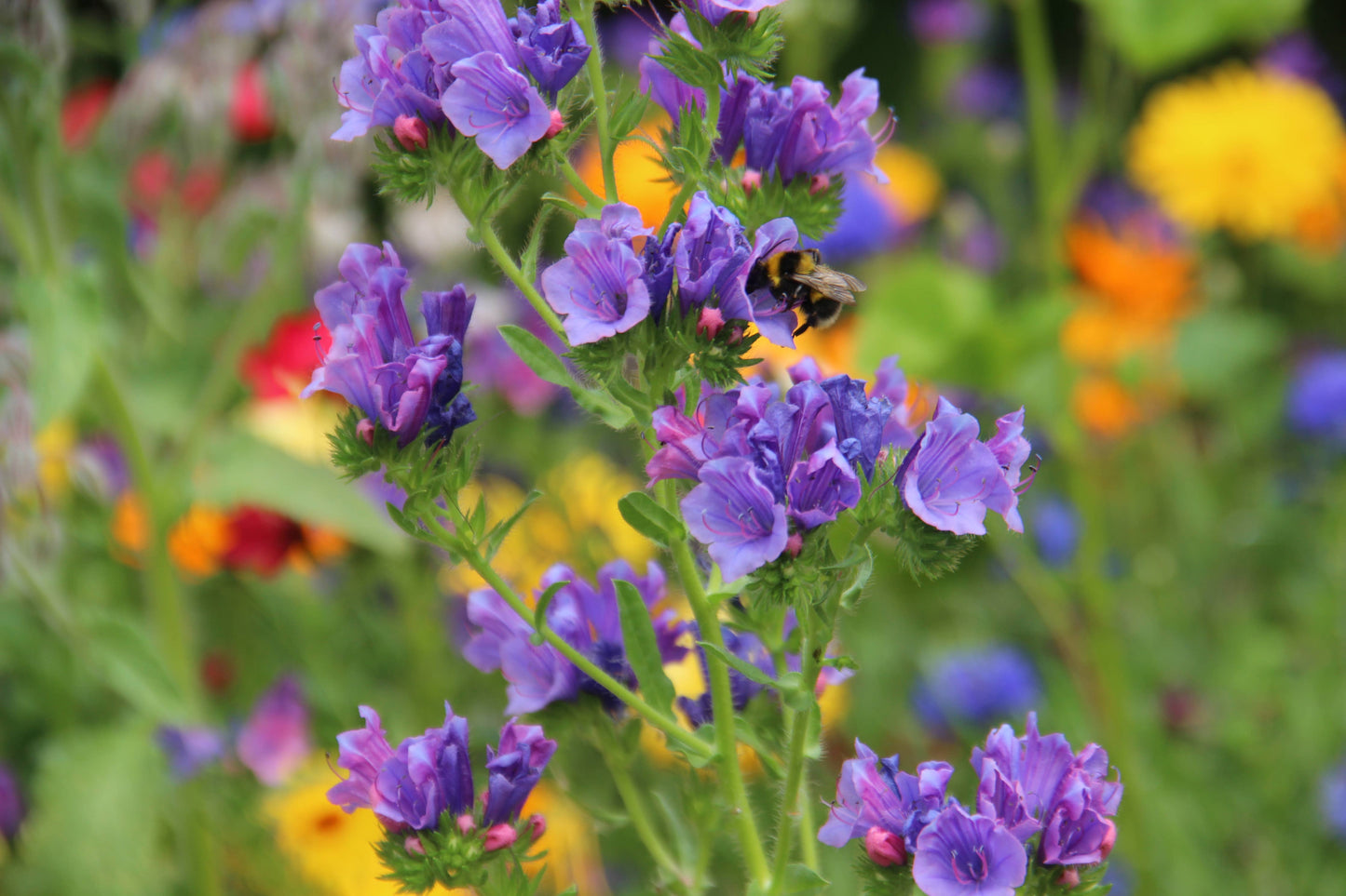Gärtnern wie Gott in England