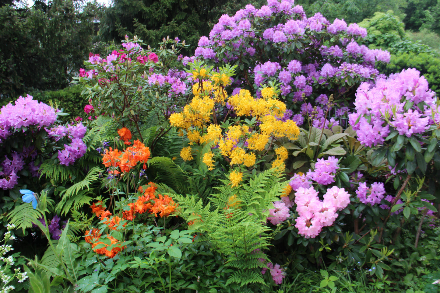 Gärtnern wie Gott in England