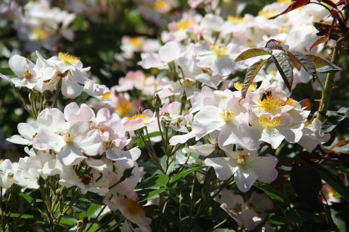 Gärtnern wie Gott in England