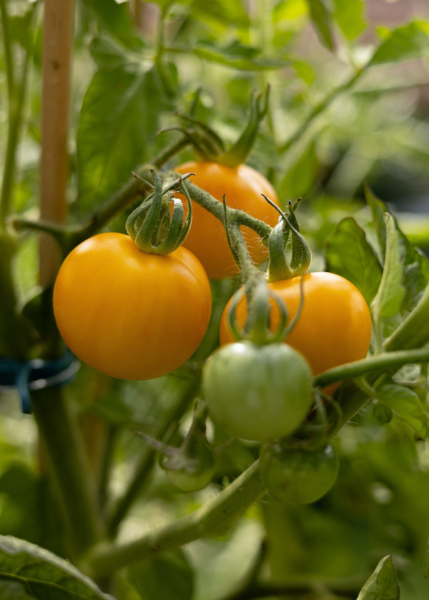 Goldene Königin - Tomatensamen - Historische Sorte