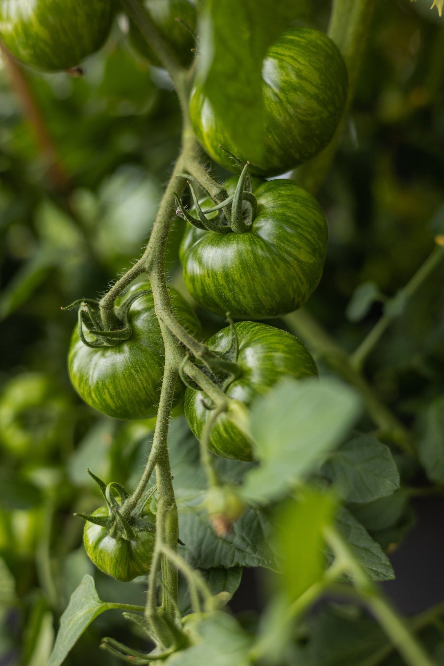 Green Zebra - Tomatensamen