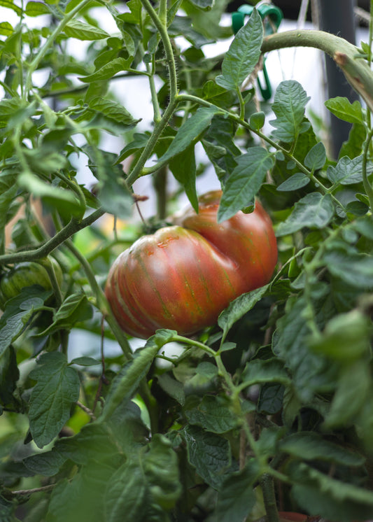 Ananas Noire - Tomatensamen