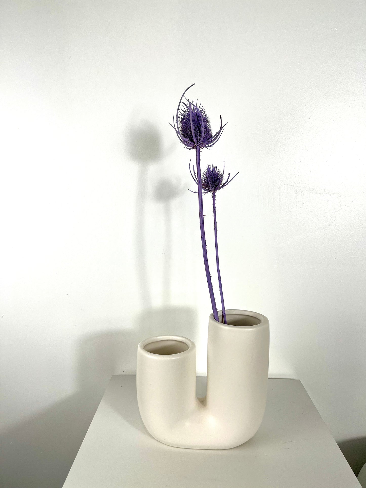 Getrocknete Distel – Cardi