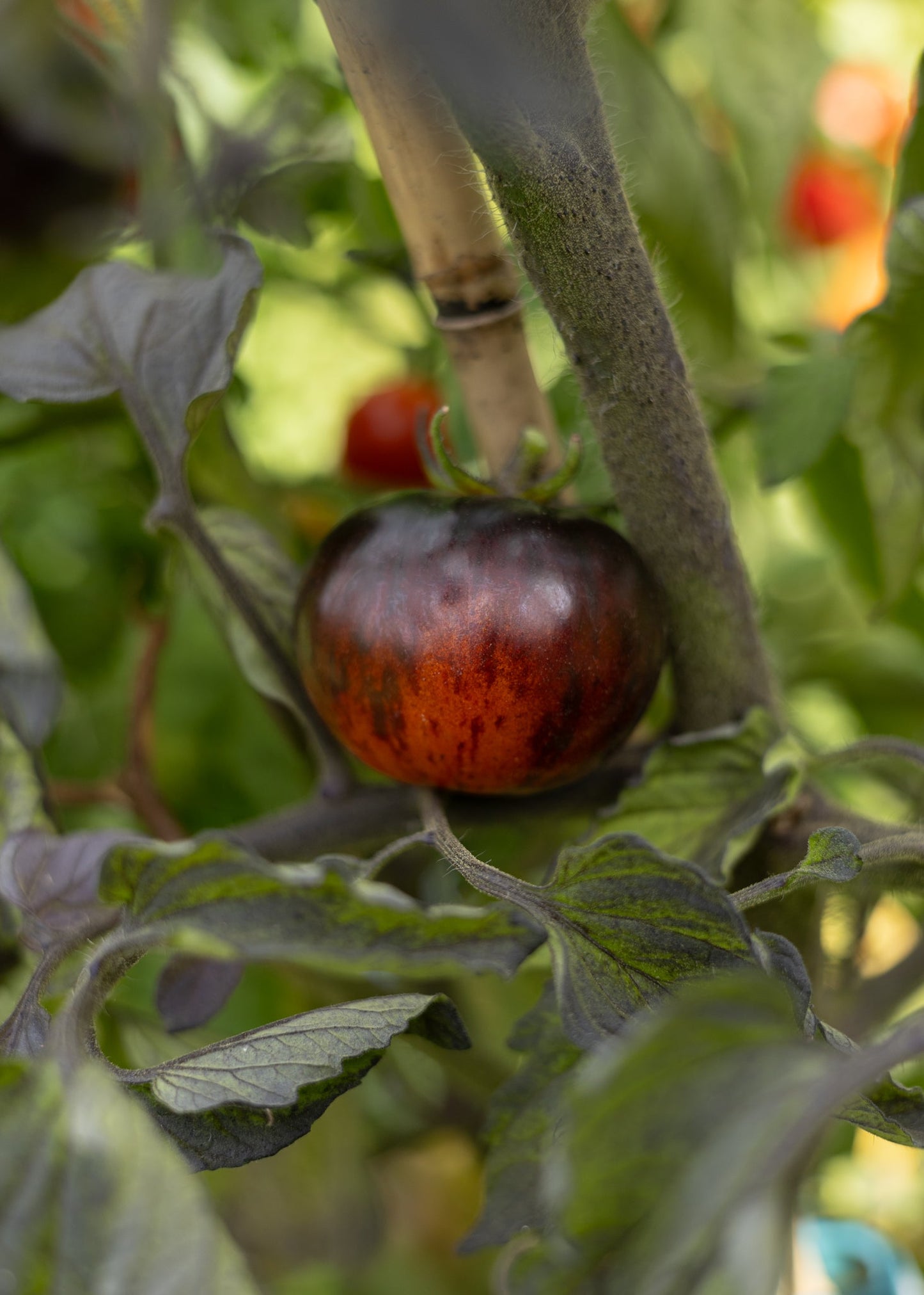 Königin der Nacht - Tomatensamen