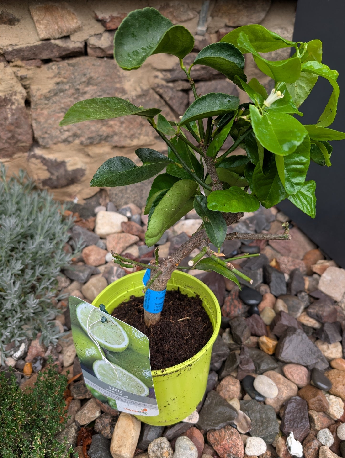 Limettenpflanze (Citrus × latifolia)