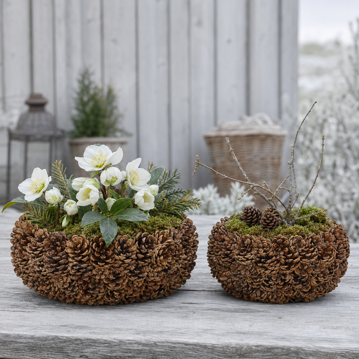 Pflanztöpfe ARIDE aus Naturzapfen – 2er-Set