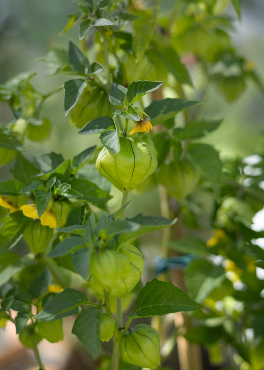 Tomatillo - Physalissamen