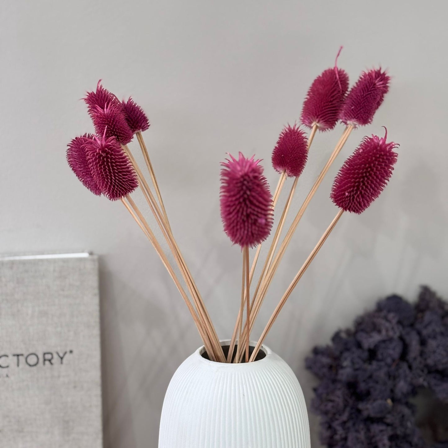 Getrocknete Distel – Cardi