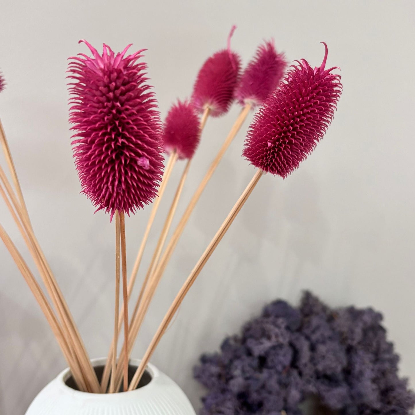 Getrocknete Distel – Cardi