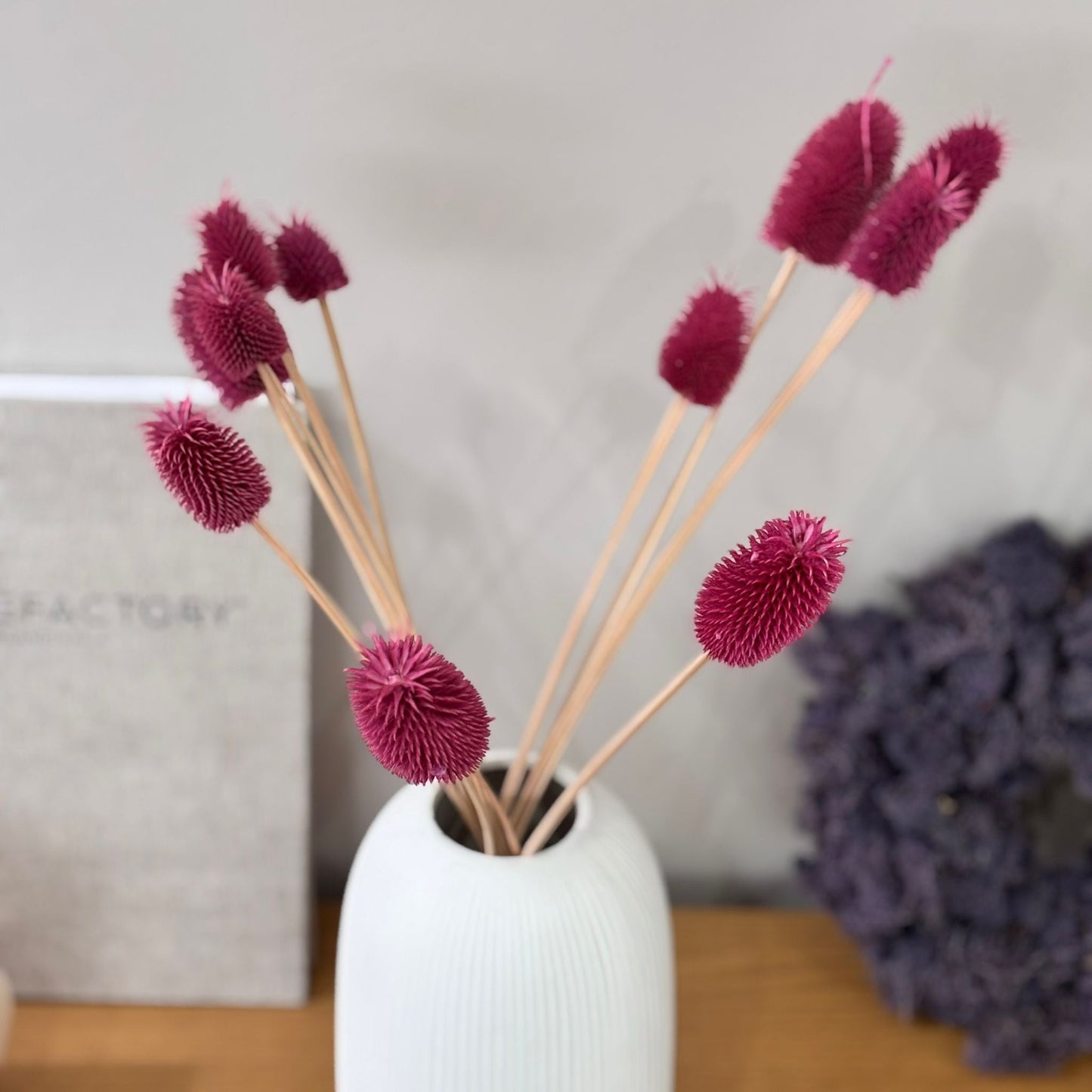 Getrocknete Distel – Cardi