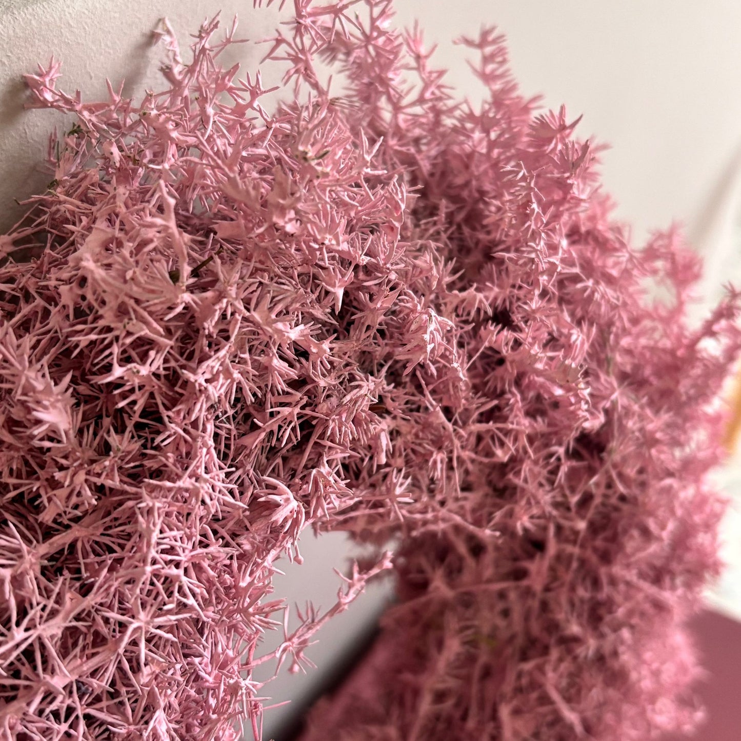 Asparaguskranz in Rosa - Spargelkraut