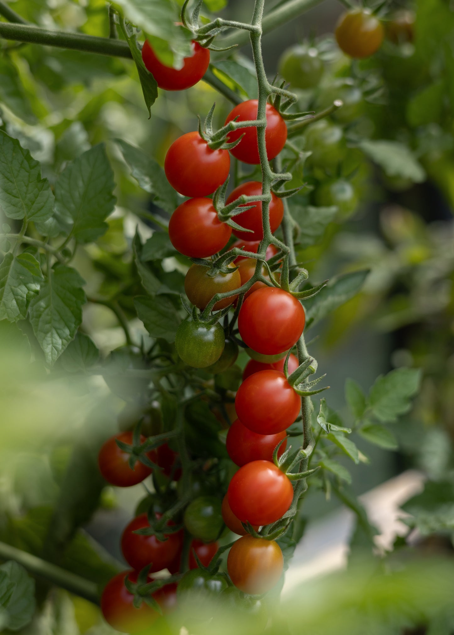 Wildtomate - Tomatensamen - Historische Sorte