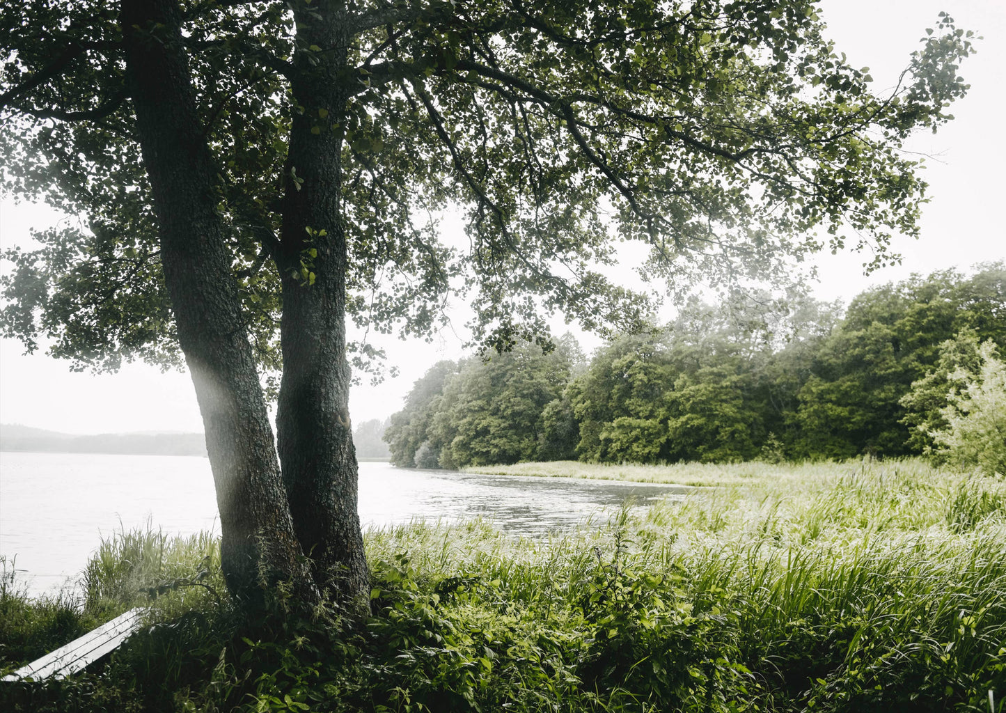 Vegalicious Cheesecakes — nach Bäckereiart und auf pflanzlicher Basis