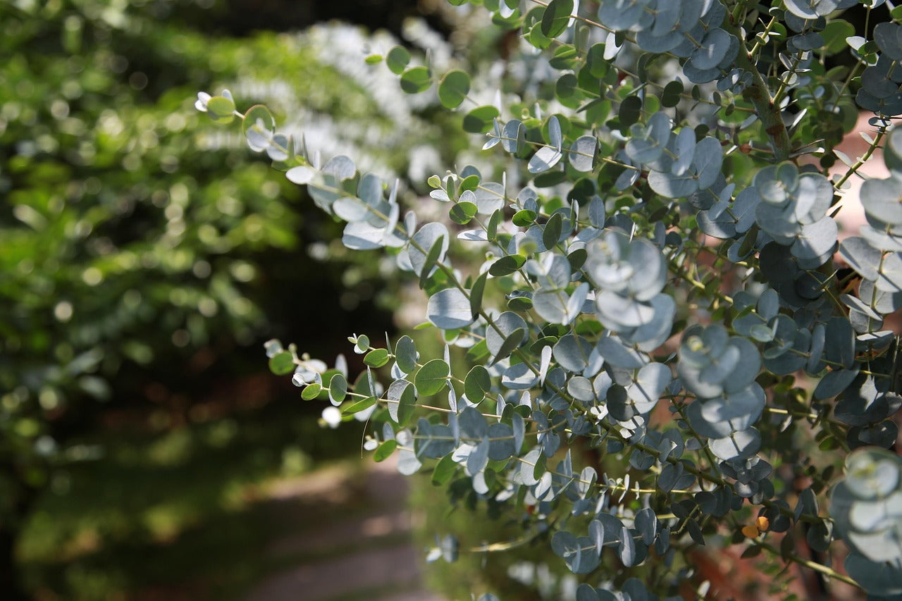 Eukalyptus Cinerea – Silberdollar-Eukalyptus für Garten & Terrasse