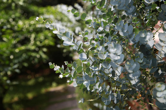 Eukalyptus Cinerea – Silberdollar-Eukalyptus für Garten & Terrasse