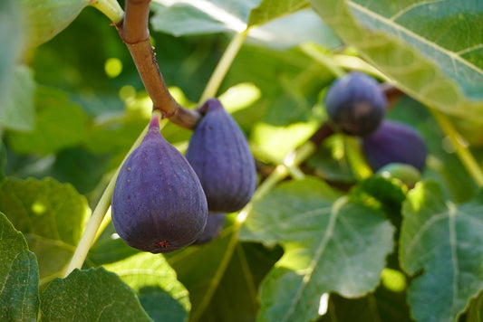Ficus Carica (Feigenbaum) "Brown Turkey" – robust, ertragreich & winterhart