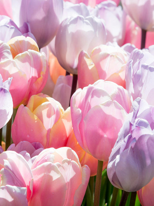 Tulpenzwiebeln Mischung Perfect Pastel Collection™
