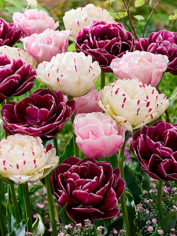 Tulpenzwiebeln Mischung Velvet Morning