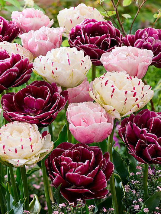 Tulpenzwiebeln Mischung Velvet Morning