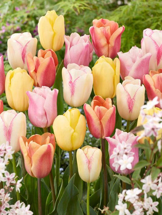 Tulpenzwiebeln Mischung Pastelegance Kollektion