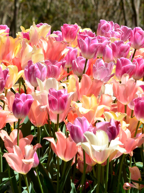 Tulpenzwiebeln Mischung Perfect Pastel Collection™