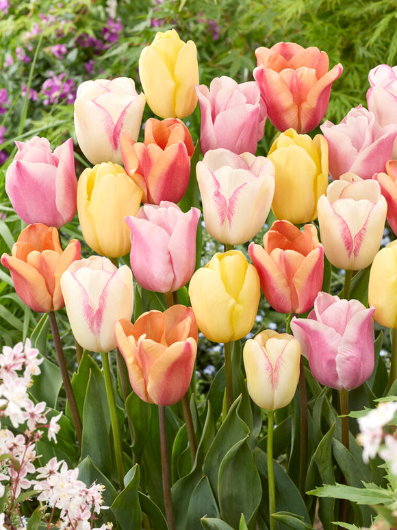 Tulpenzwiebeln Mischung Pastelegance Kollektion